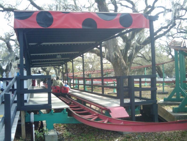 City Park Carousel Gardens Live Oak Ladybug