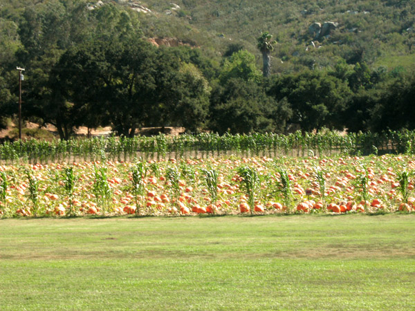 35 Pumpkins.JPG