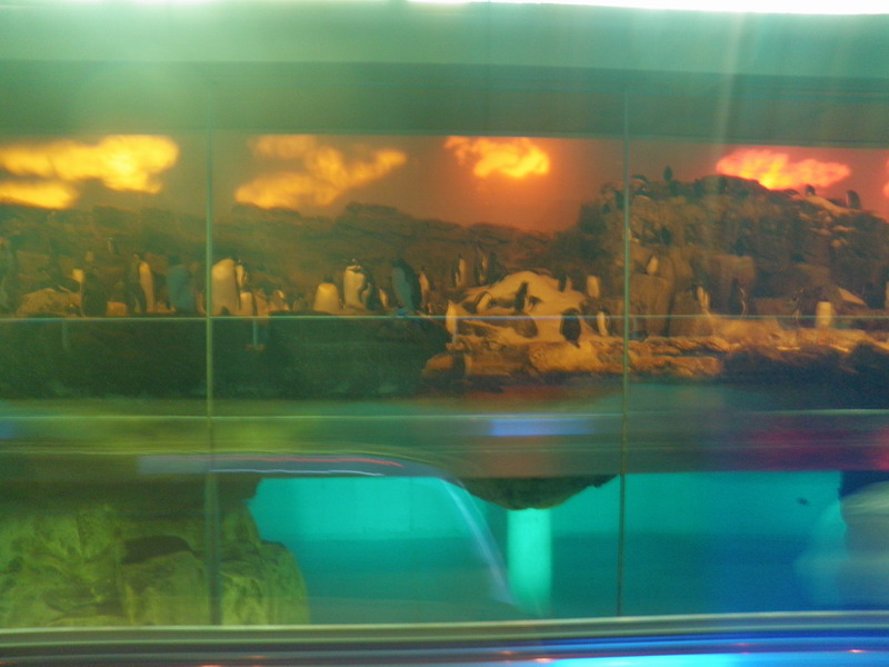 35P6286745.JPG
