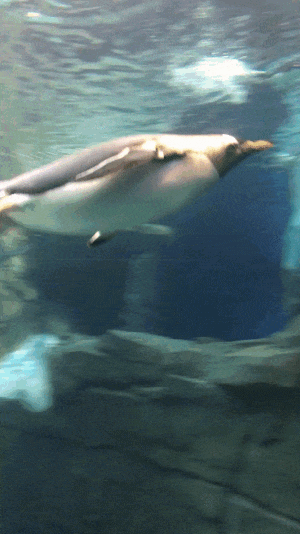 39.gif