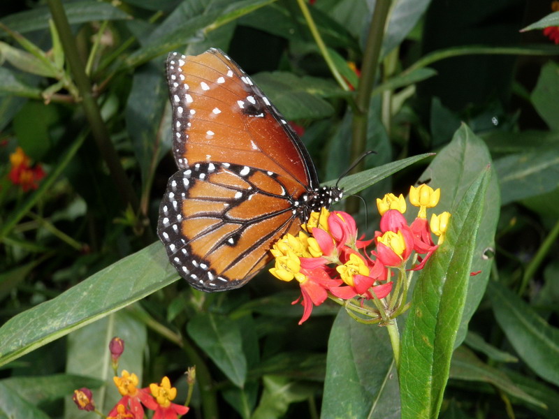 74P4231707.JPG