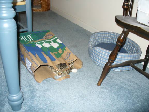 Bag or Bed.jpg