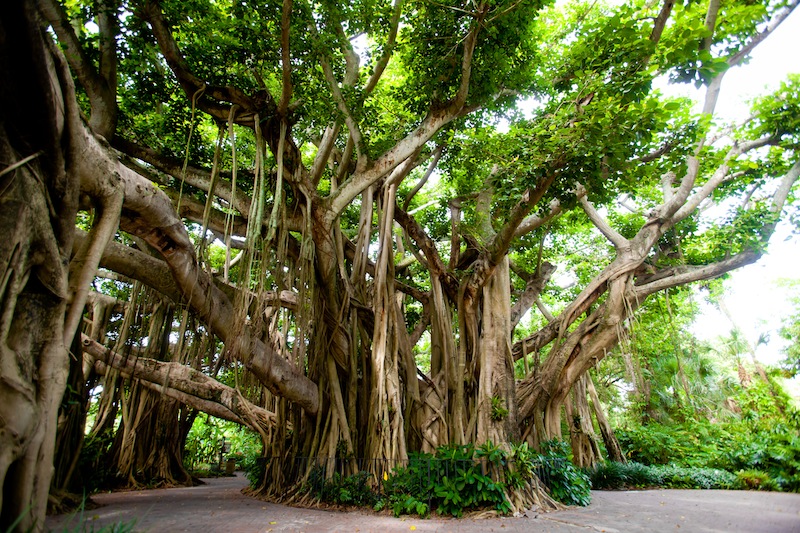 banyan_tree_07072011.jpg