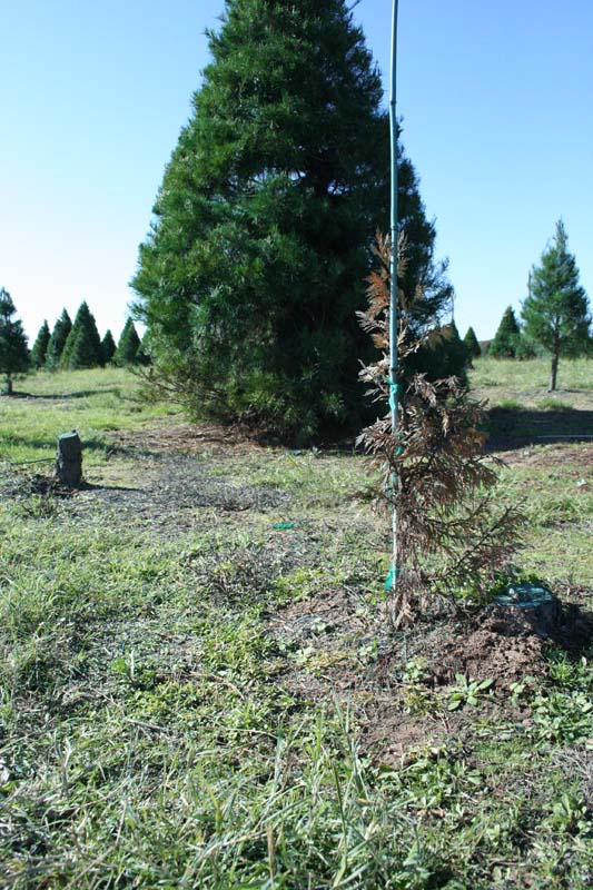 photo tr canton christmas tree farm theme park review photo tr canton christmas tree farm theme park review