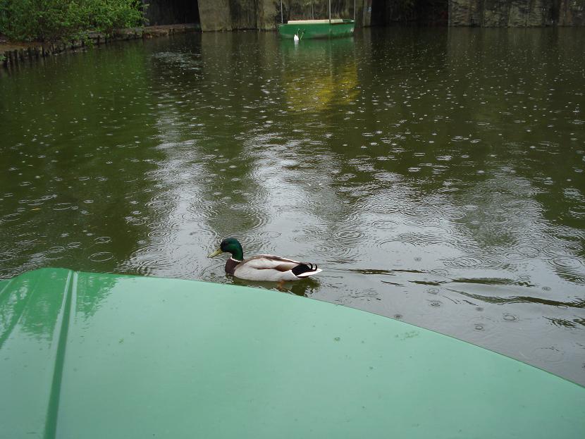 duck boat rides near me theme park review photo tr walibi belgium 05 09 07 duck boat rides near me theme park review photo tr walibi belgium 05 09 07