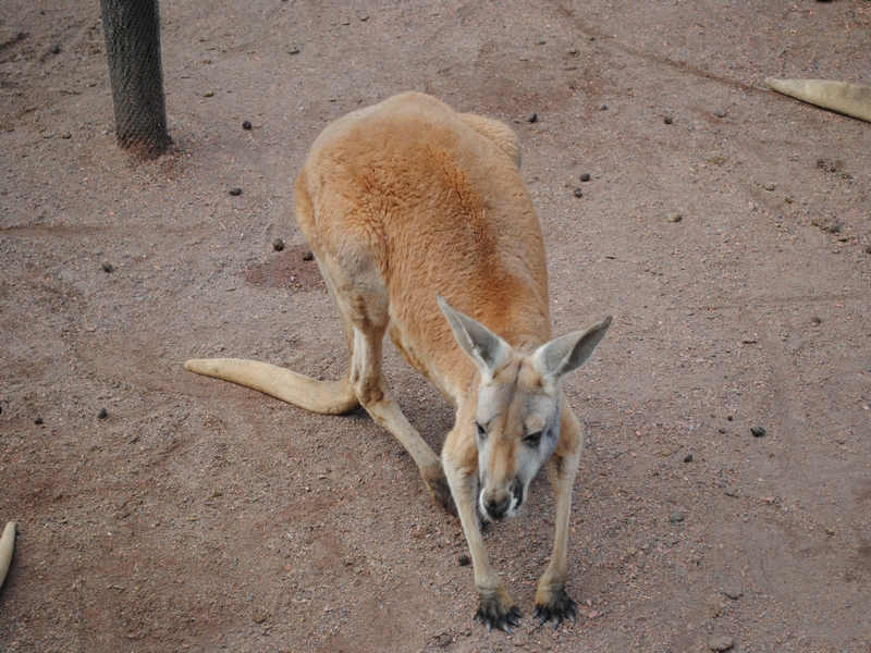 DSC_0062.JPG