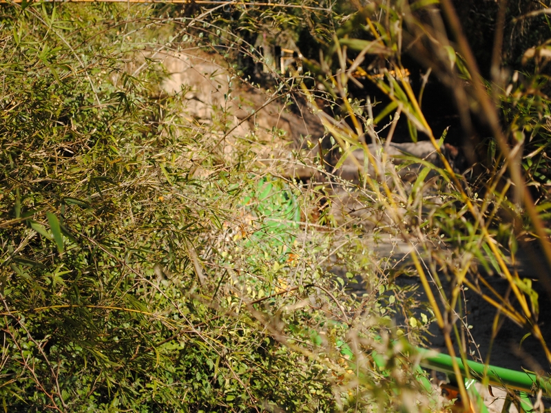 DSC_0127.JPG