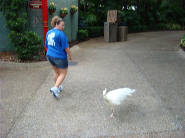 Florida and Pomona 07 011 (Small).jpg