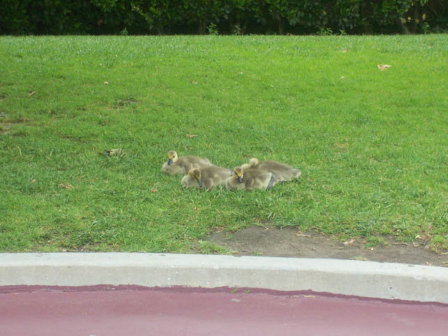 Geese001.jpg