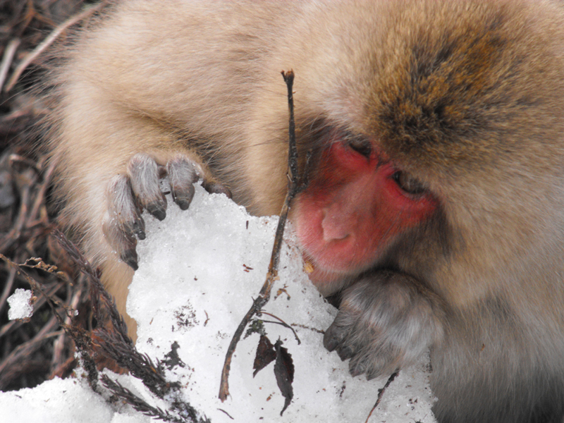 Now Sitting at Number 31 on the most Voted Photo...Now even easier...!