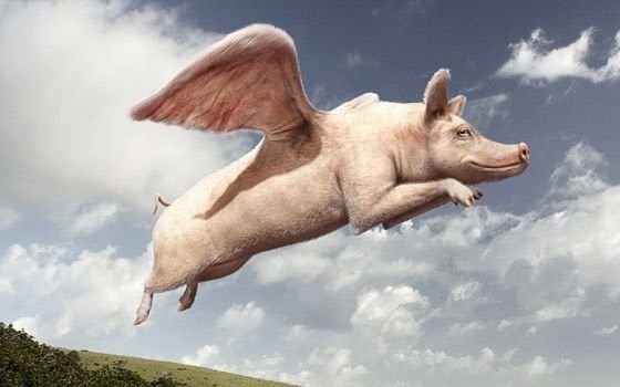 Image result for when pigs fly