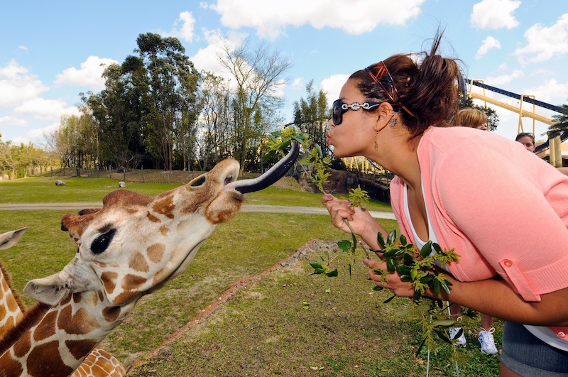 Busch Gardens Tampa Bay Bgt Bga Discussion Thread Page 73 Jordinsparks Bgt Jpg