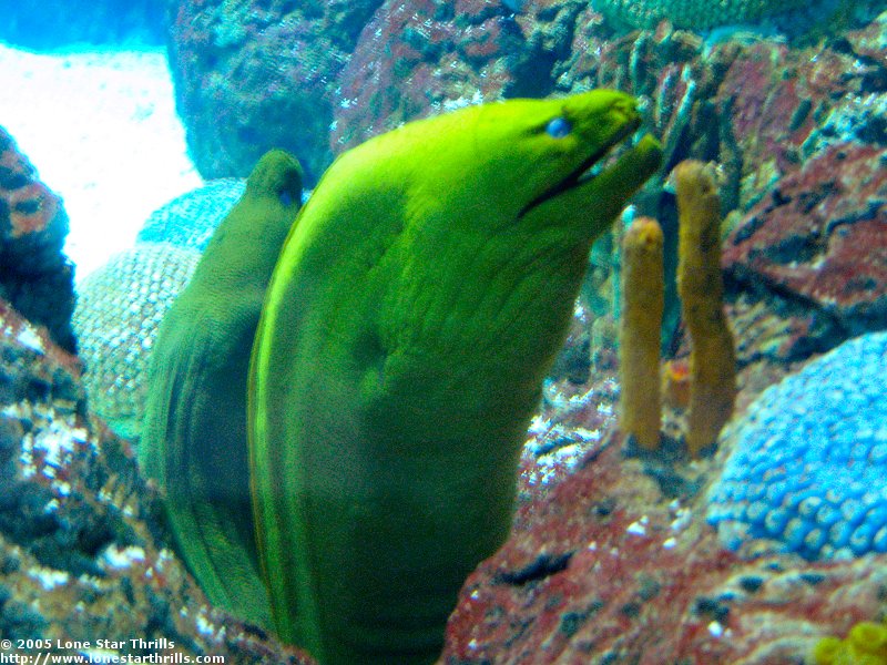 Photo Tr Moody Gardens Kemah Astroworld Theme Park Review