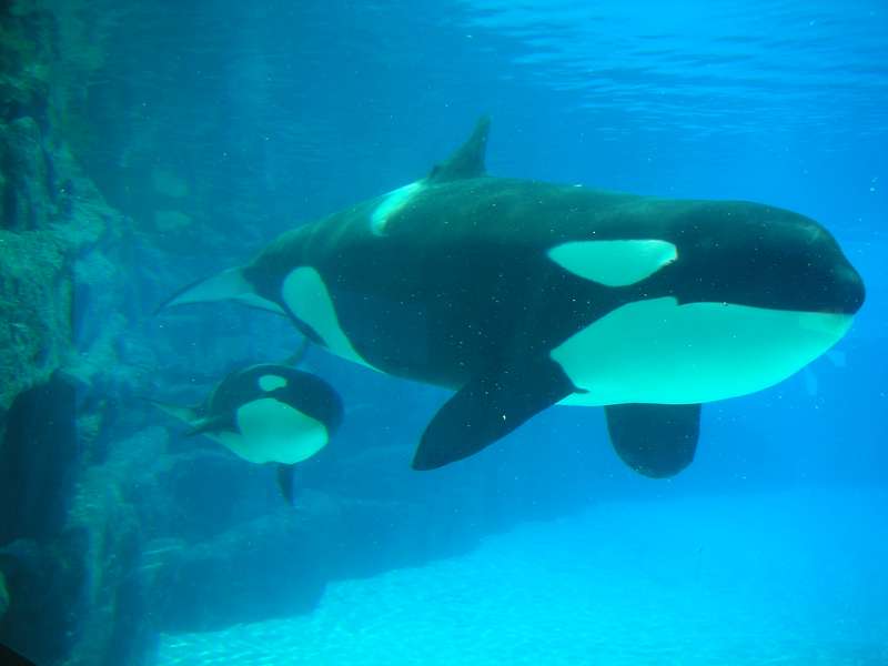 Canadian Whale