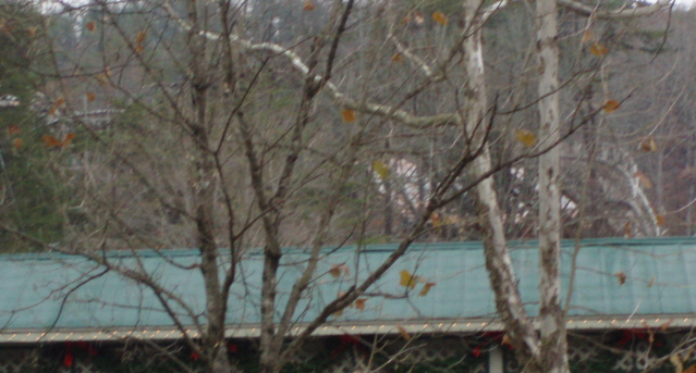 PC080038.JPG