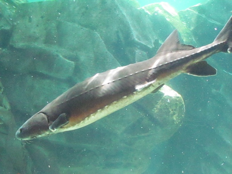sw27.JPG
