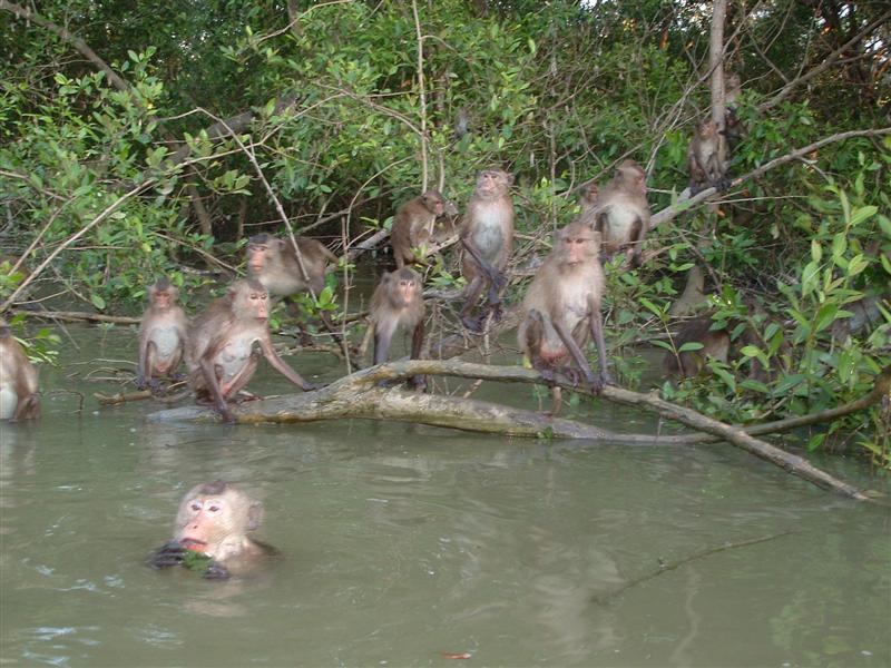 Thailand and Tokyo 281 (Medium).jpg