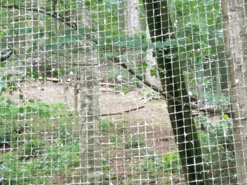 20170528_131936.jpg (896.13 KiB) Viewed 4374 times 20170528_131936.jpg