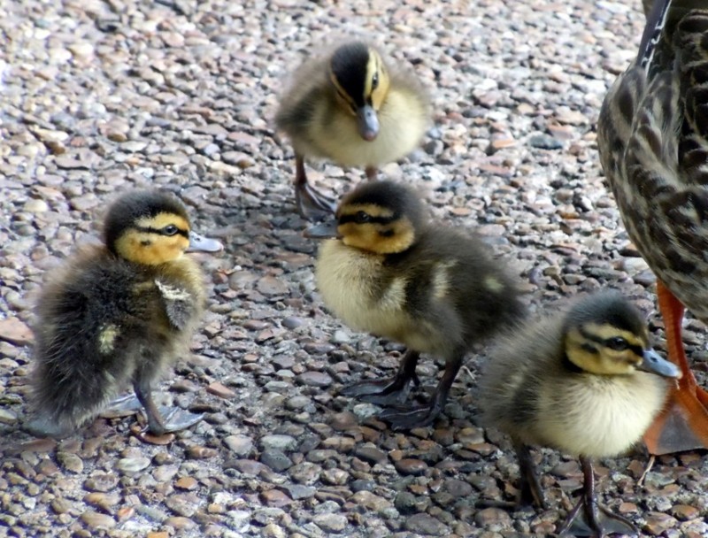 ducklings.jpg (207.74 KiB) Viewed 1453 times ducklings.jpg