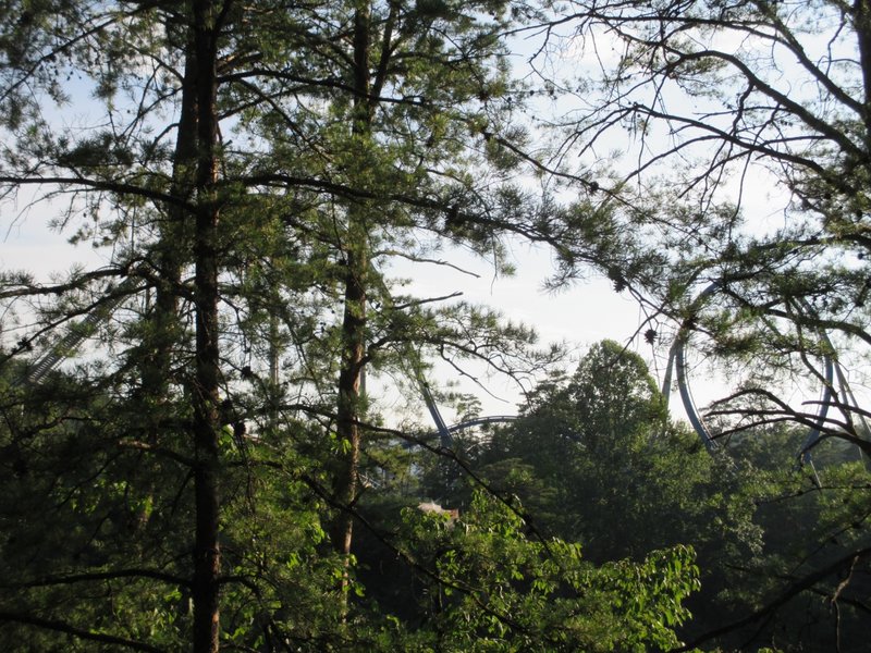 Wild Eagle Through the Trees.JPG (1.15 MiB) Viewed 250 times Wild Eagle Through the Trees.JPG