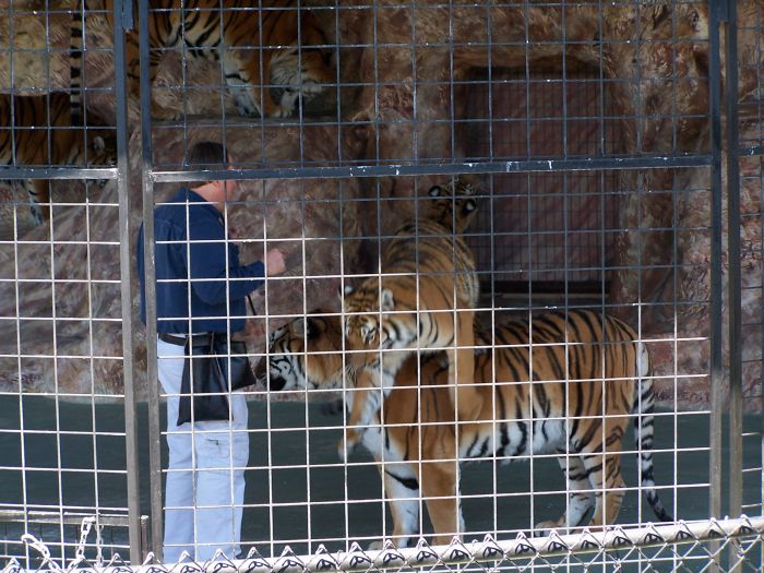 tigershow2.jpg