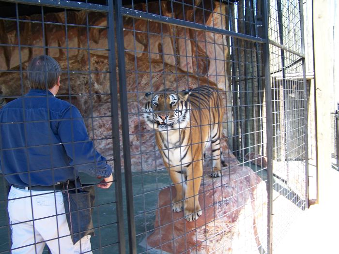 tigershow3.jpg