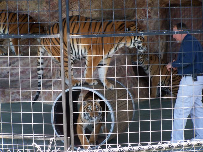 tigershow.jpg