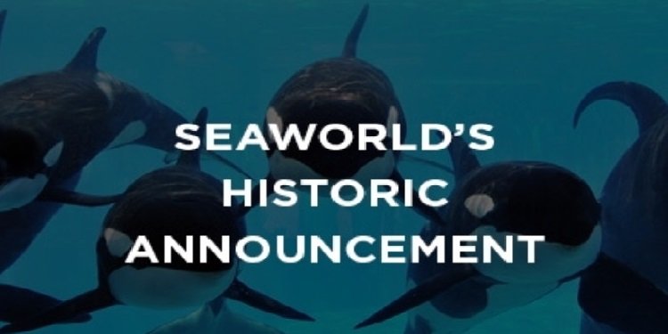 SeaWorld Ends All Orca Breeding!