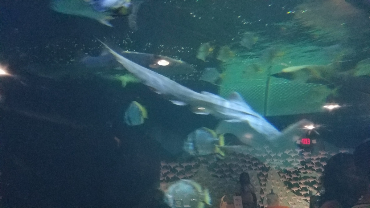 six flags discovery kingdom bring a friend free days six flags discovery kingdom bring a friend free days
