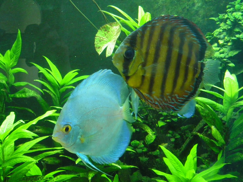 24 Florida Aquarium 2.13.11 082.jpg