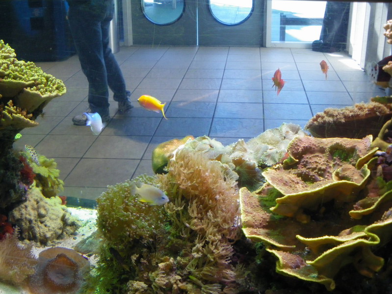 48 Florida Aquarium 2.13.11 170.jpg