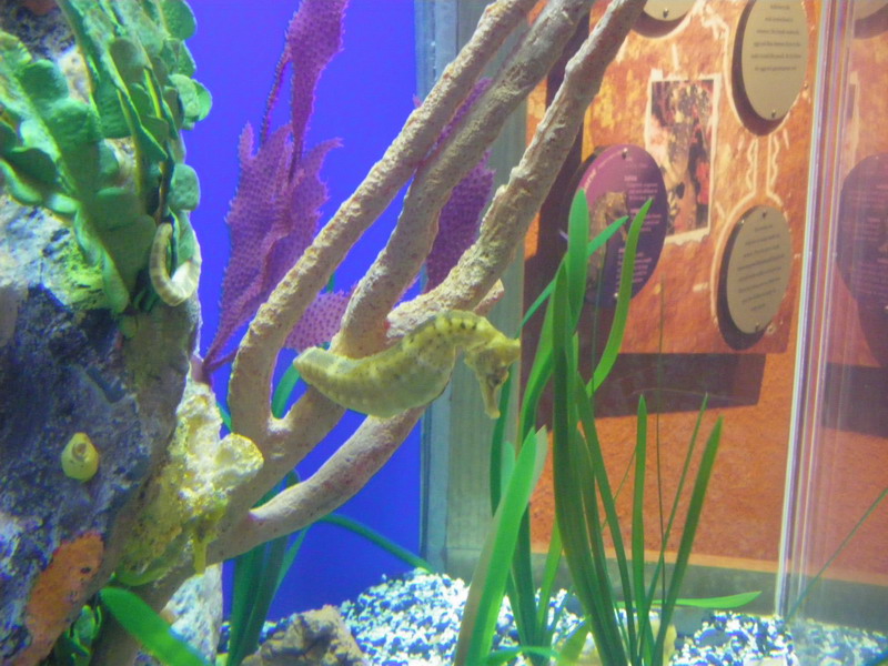 59 Florida Aquarium 2.13.11 272.jpg