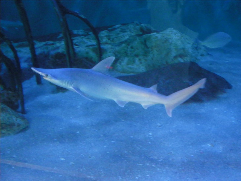 80 Florida Aquarium 2.13.11 120.jpg