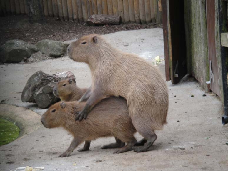 the-beaver-sex