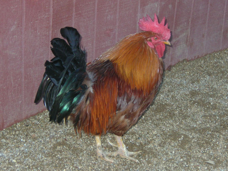 Cock.jpg