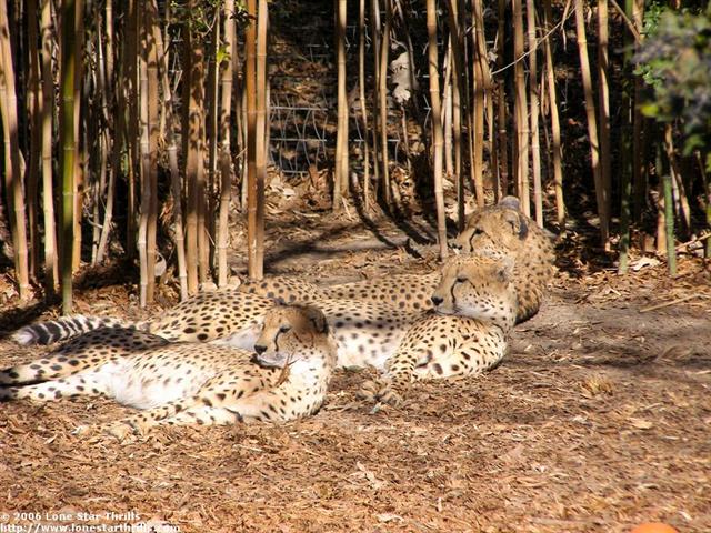 fwzoo-cheetahs001 (Small).jpg