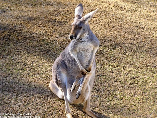 fwzoo-kangaroo003 (Small).jpg