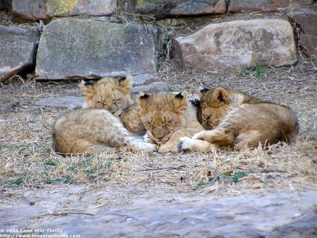 fwzoo-lion002 (Small).jpg