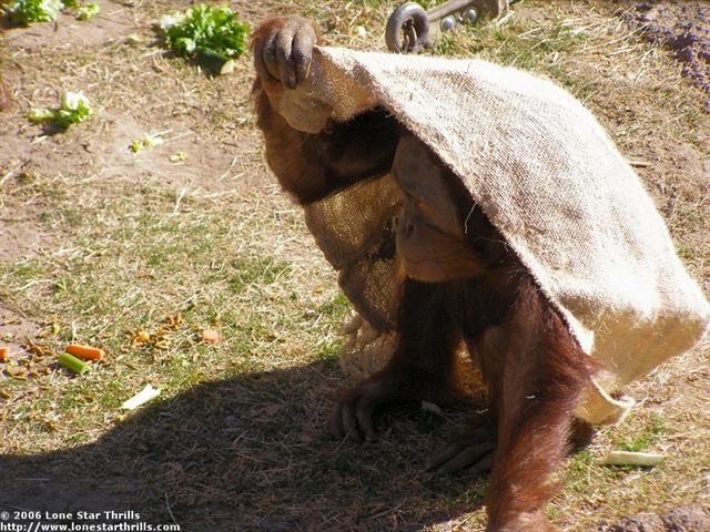 fwzoo-organtan001 (Small).jpg