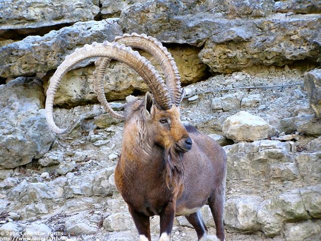 fwzoo-ram001 (Small).jpg