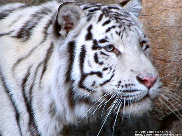 fwzoo-tigers001 (Small).jpg