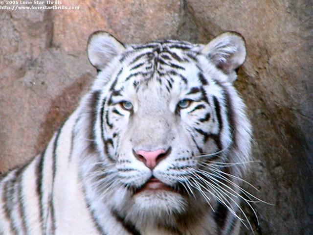 fwzoo-tigers002 (Small).jpg