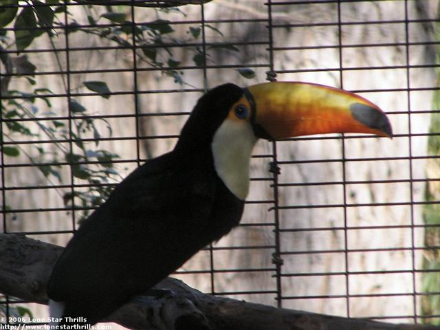 fwzoo-toucan001 (Small).jpg