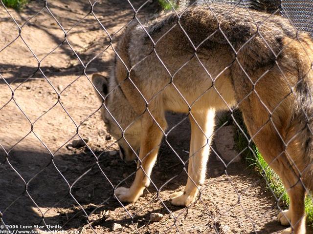 fwzoo-txwild-coyote001 (Small).jpg