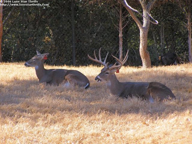 fwzoo-txwild-deer001 (Small).jpg