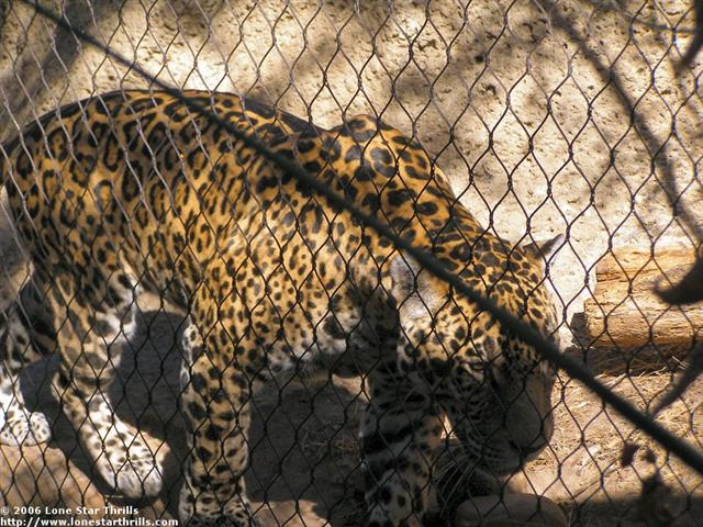 fwzoo-txwild-jaguar002 (Small).jpg