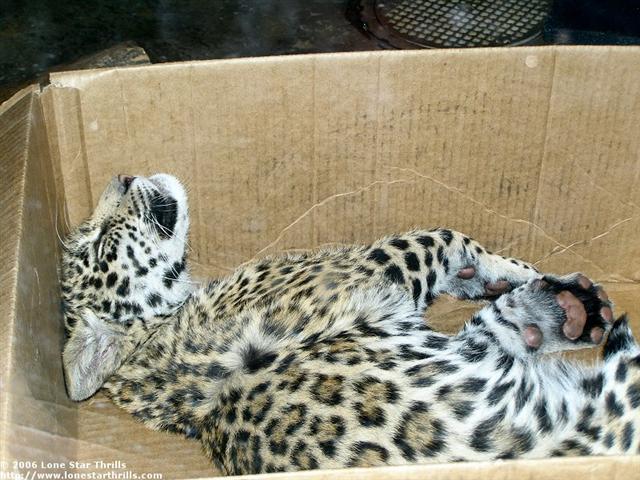 fwzoo-txwild-jaguar003 (Small).jpg
