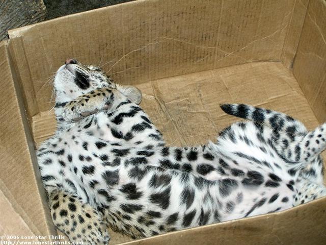 fwzoo-txwild-jaguar004 (Small).jpg