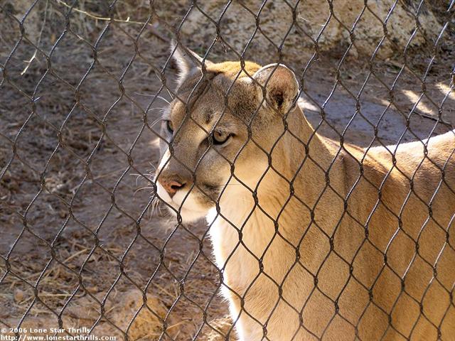 fwzoo-txwild-mountainlion002 (Small).jpg