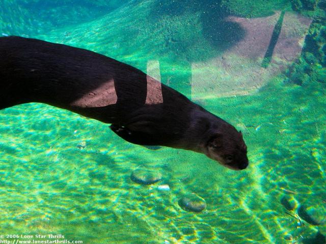 fwzoo-txwild-otter001 (Small).jpg